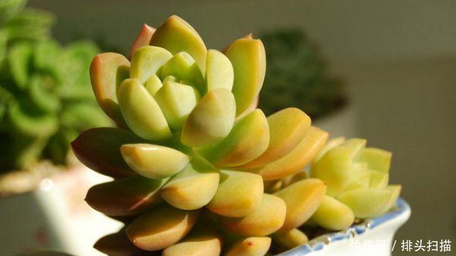  光照：爱养植物却总是忘记浇水，那就养多肉吧，一个月不浇水还好好活着