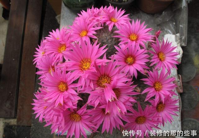 「盆土」仙人球不开花,是什么原因?做到“三点”,年年开花灿烂鲜艳
