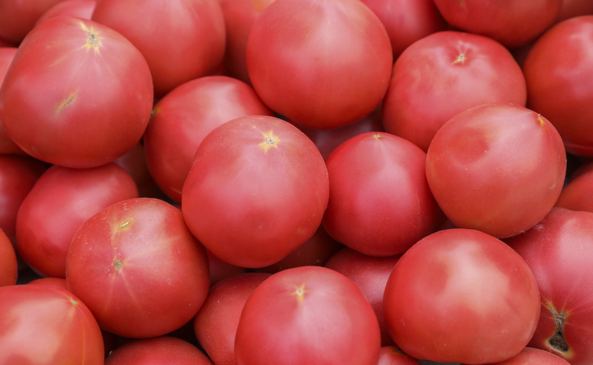  【奶奶】山东6旬农民大妈种8亩西红柿，大集做生意还要看孙子，