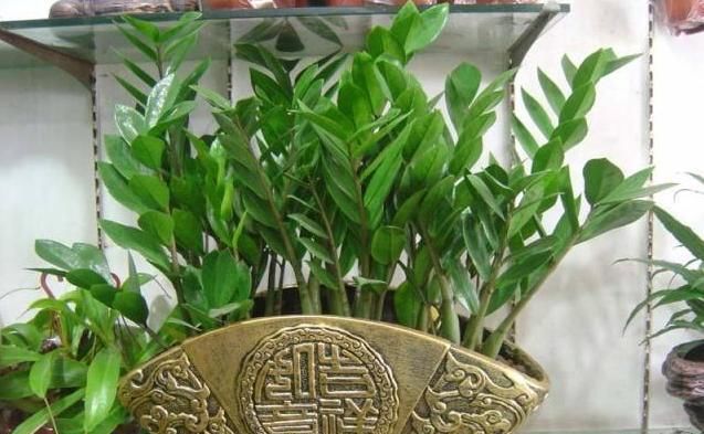  「枝繁叶茂」你的金钱树还生长吗?熟知这3点,蹭蹭长不停,枝繁叶茂