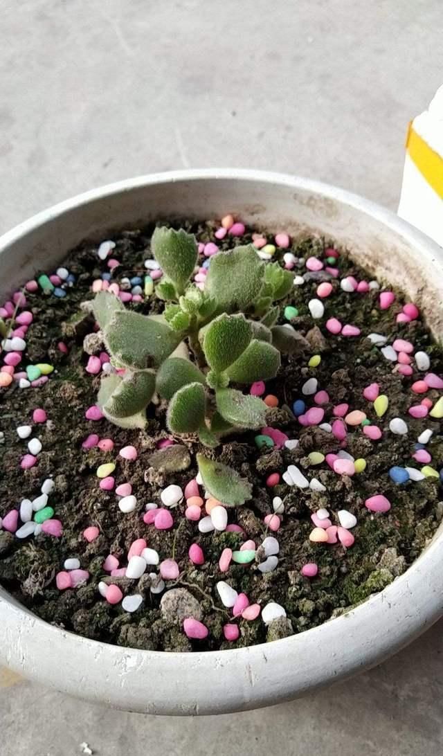  #叶片#这个时候熊童子生长关键期，注意不好这几点，就等着养死吧