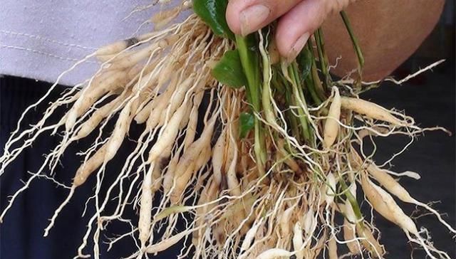  践踏@绿化带中的它原来浑身是宝，见到别践踏，20元一斤供不应求