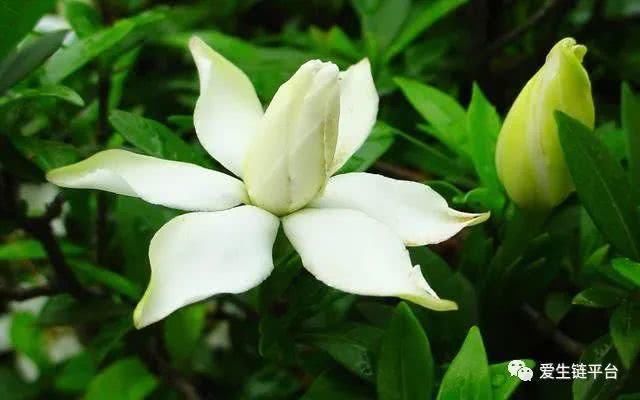  「栀子花」爱生链——很多人只知道栀子花太香，却不知道栀子浑身是宝！