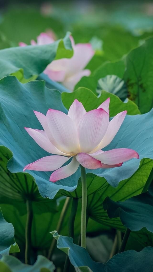  『飞花』花开花谢花飞花满天