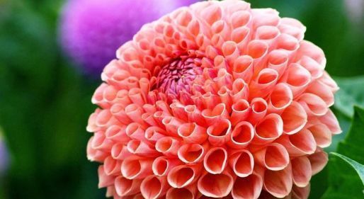  温馨@喜欢菊花，不如养盆“世界名花”大丽花，似落日霞光，温馨甜蜜