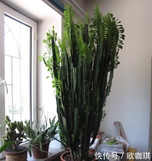  观赏价值@金钱树、富贵竹，都不如这4种花，招财纳福又镇宅，越养越值钱！