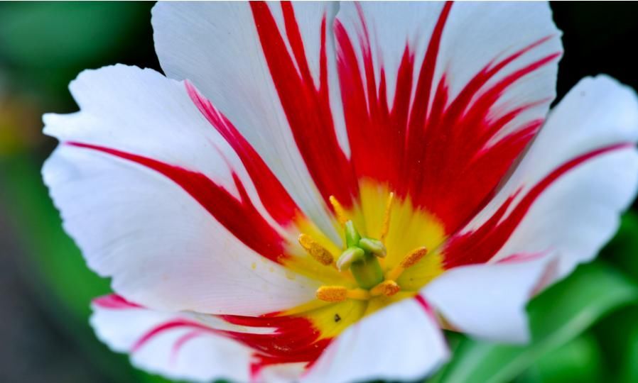  『牡丹』?一年都能开花的四种花卉，从头开到尾，比绿萝好养，比牡丹好看