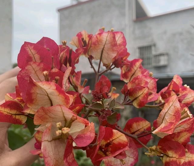  「盛花期的三」三角梅的盛花期间怎样管理