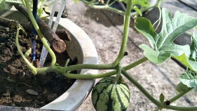  「种菜」在阳台花盆里种水果，果树下面种菜，收获好意外