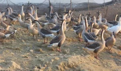  全身：全身是宝，养一只就赚1000元，目前养的人不多