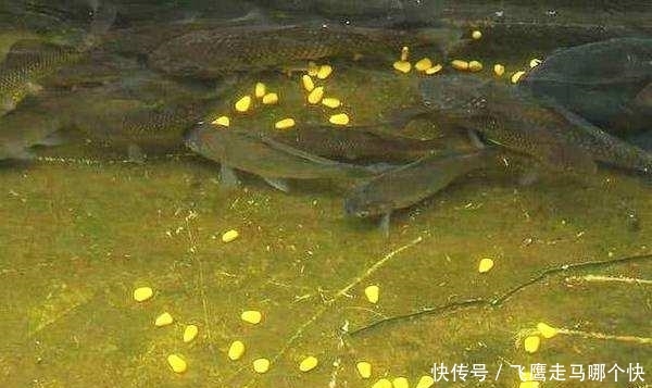  玉米■湖库守钓，为什么说不要玉米打窝玉米钓