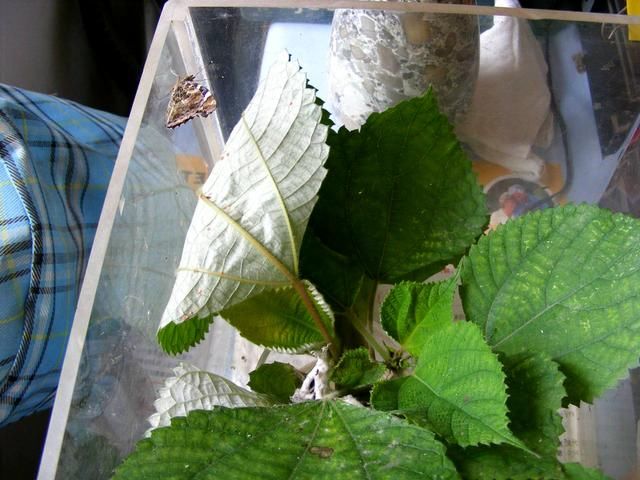 农村一种植物，农民采摘喂猪，是价值珍贵的“中国草”