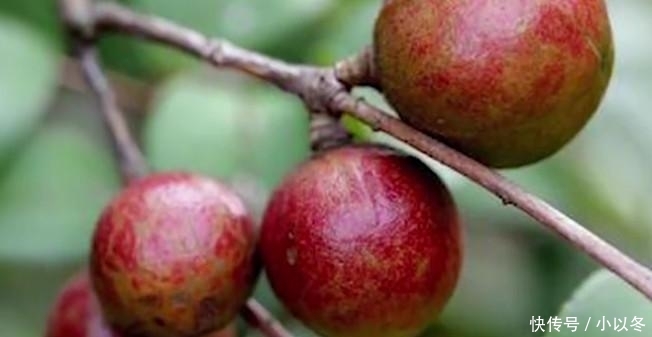  种植@这种树外面一斤60元，农民却不愿意种植，你们老家有没有