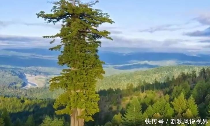 #喝水#全球最奇特的三种树:一种毒性最强,一种最能喝水,一种寿命最长
