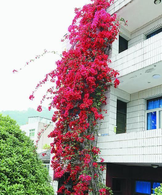 『这款』夏季养花选这款,天气越热,花开越美,花期长,能给你一片花海!