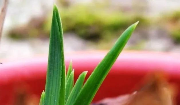 「新芽生长速」兰花什么时候抽新芽 怎样让兰花多发芽