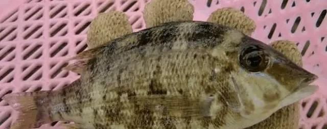  「东山叫红」46种海钓常见的鲷类鱼，最后一种高价的鱼原来也是鲷鱼，才知道