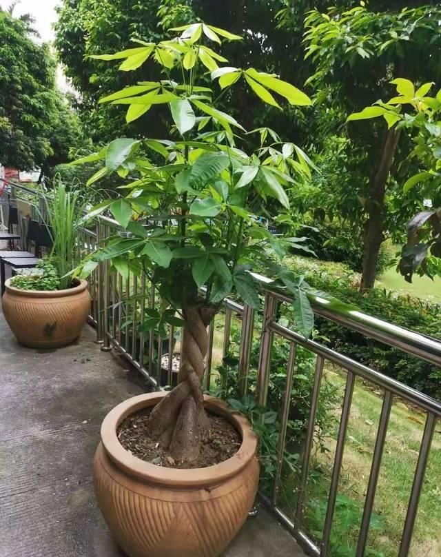  『过么』辫子状的发财树你还见到过么？为啥现在没人养，真相很简单