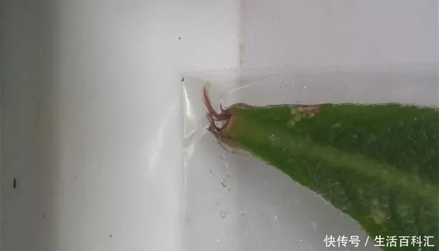  『扦插』空气生根扦插法，有效的懒人养花方法！揪片叶子丢袋子，太好活了