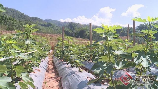  『脸上』云南景谷正兴镇勐烈村：最美乡村展新貌 农民脸上笑开颜