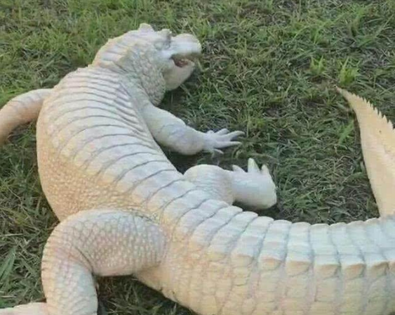 女子给鳄鱼做激光美白, 1年后鳄鱼肤白貌美, 女子却怎么也高兴不