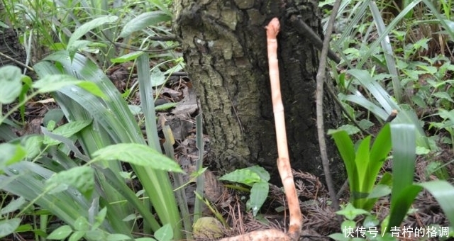  「偶遇」此物1200元一斤，山里偶遇，请保护好，切勿采挖