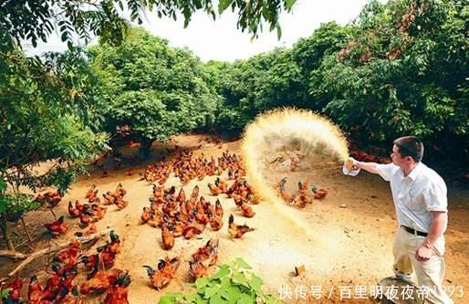  #鸡粪#曾经在农村很火的“林下养鸡”，为啥近年来没人干了？你
