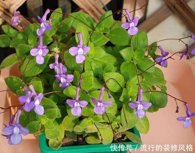 「就算」3种耐阴花真好养，就算光线不错，照样生机勃勃