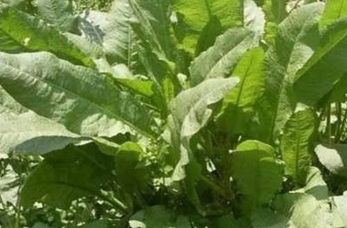  野地@农村用来喂猪的“假菠菜”，在城里是上好的保健食品，一斤