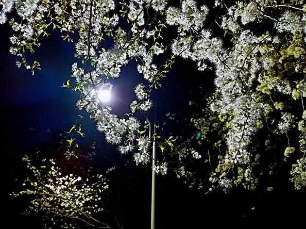  「暗夜」暗夜幽灯下的迷醉