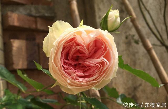 「家里」喜欢在家里养花,3种花一定不能错过,好养易活开花漂亮,美极了