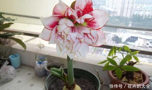  大妈|大姐买了个“种球”，邻居大妈看了就笑话，后来开出美翻天的花