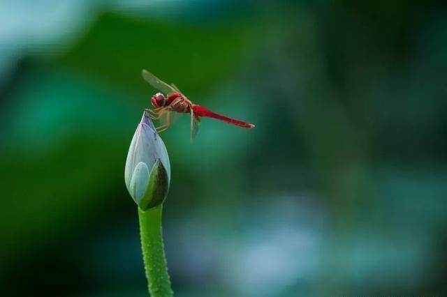 【荐读】十句绝美诗词，一句诗就是一幅画