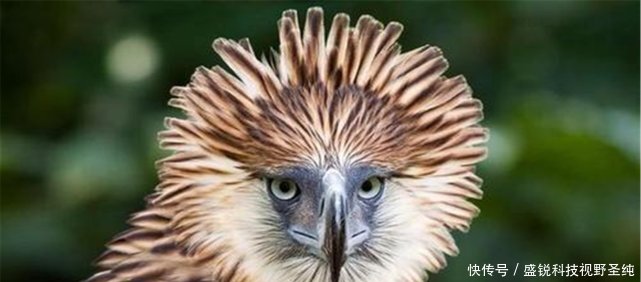 吕宋岛藏有世上最凶鸟，最恨猴子先啄瞎眼再吃，号称“鹰中之虎”