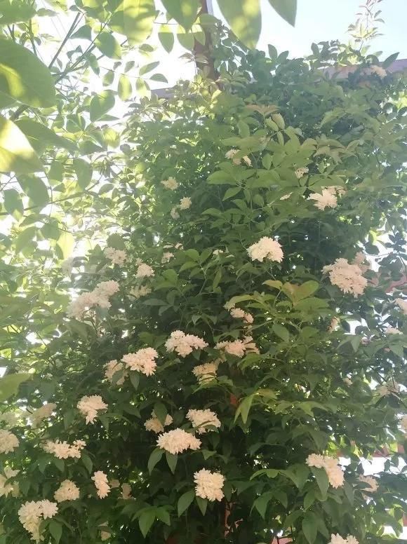  『桂花』1种花太好养,扔土里就能活,比桂花还香!