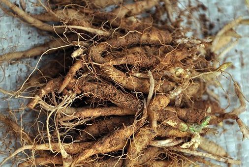 山林里无人问津的野草,农村称为“山海螺”,殊不知根部价值高！