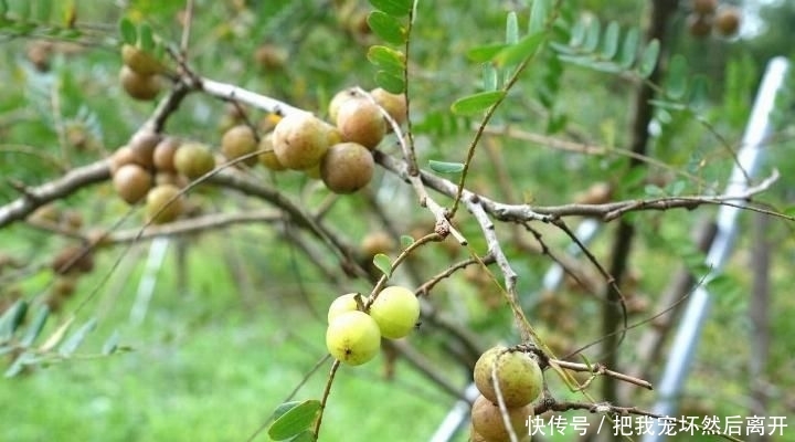 [产量]农村有种水果产量大，天天吃也摘不完，城里卖30一斤却没