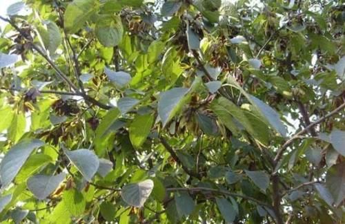 人称“植物黄金”，农民种植它，只要皮不要树干，成为致富树