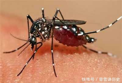 “花蚊子在我国出现时间并不长，但人们白天已无法乘凉，它从哪来