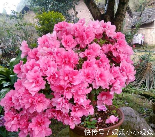 #开爆#大叔一盆杜鹃养6年,花开爆盆太美丽,大家都问他给花喂了啥