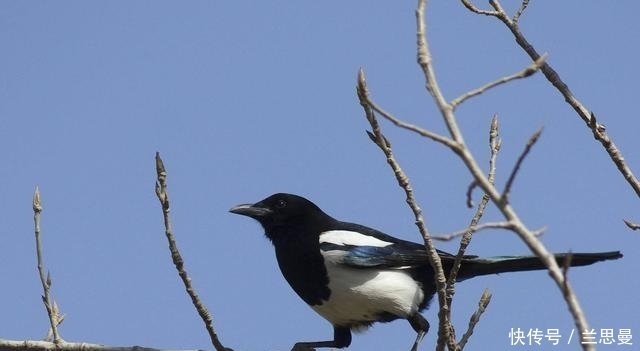  出能|农村老人说“宅子现四喜，家中出能人”，具体是说哪“四喜