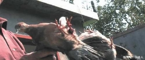  不少■养殖周期仅37天，曾是农业一祸害，如今一只300元，养殖的