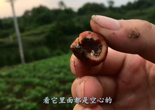 山里野地瓜熟了，红彤彤的很诱人，但是这种野地瓜吃了会有事