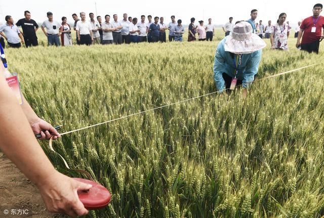 农村农民种小麦,一亩地赔了300元 网友:一气之
