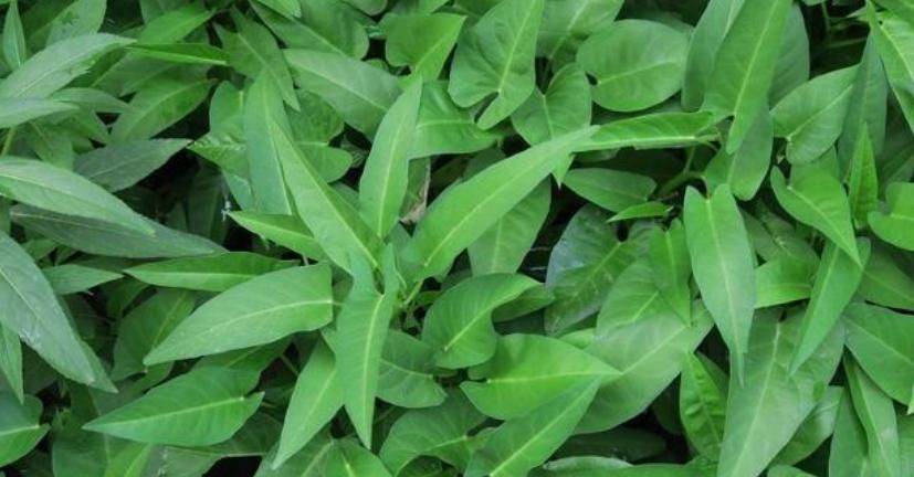 『漂亮』家里种上4种“有机菜”,漂亮好吃,不怕菜价贵,吃完一茬又一茬