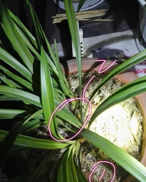  「张兰花图片」新买的兰花上盆养护才一个月，现在发现叶片焦尖怎么办？