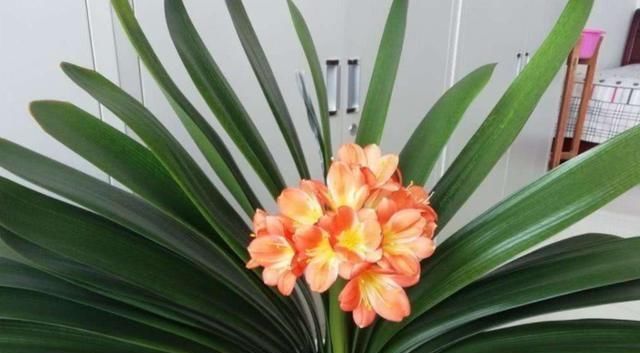  【夏季】夏季种植君子兰，这4方面养护，你做到位了吗？早知道早纠正