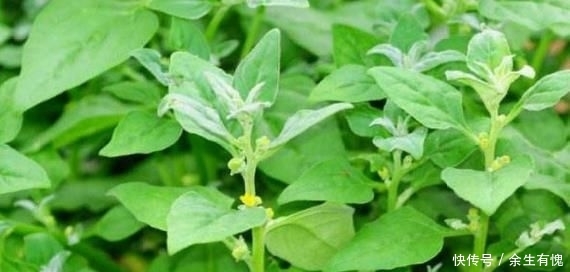  「蔬菜」以前一直认为的杂草野草，现在一斤十元，却成了高级蔬