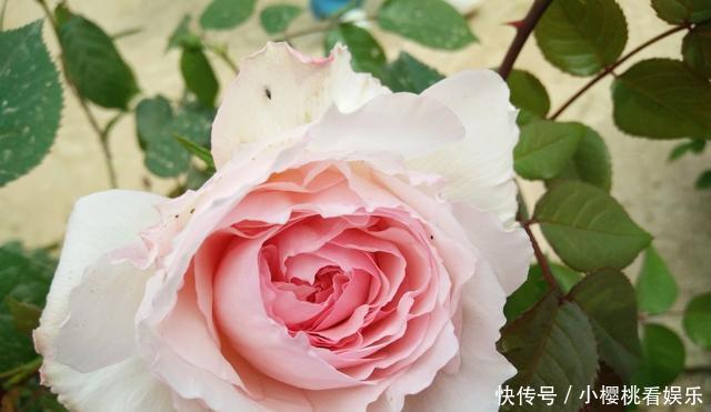  「开成」藤本月季开花前，2件事要做好，否则开成“麻子脸”，掉档次