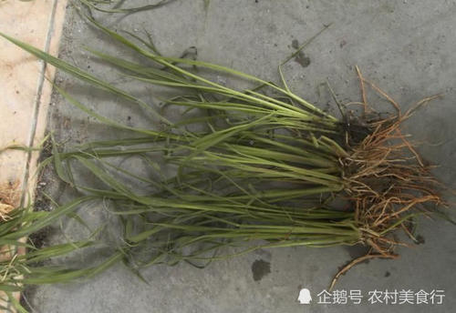 农村里常见的野草，被农民称为稗草，过去拿来喂牲畜，如今很珍贵